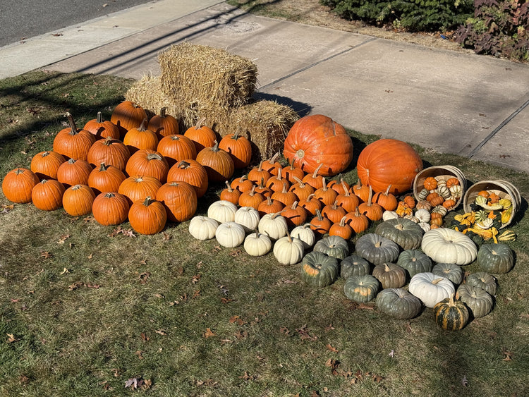 Luxury Pumpkin Package