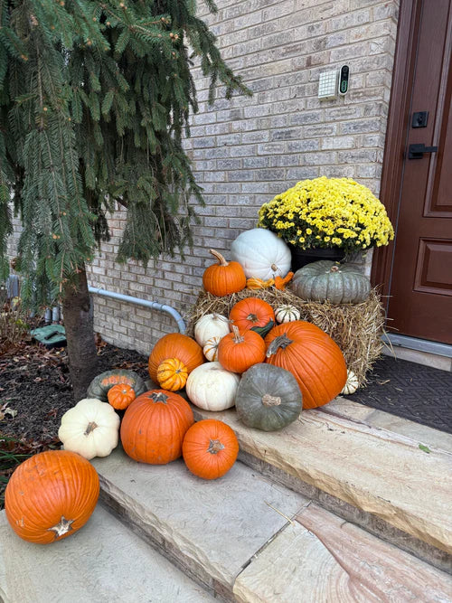 Intro Pumpkin Package