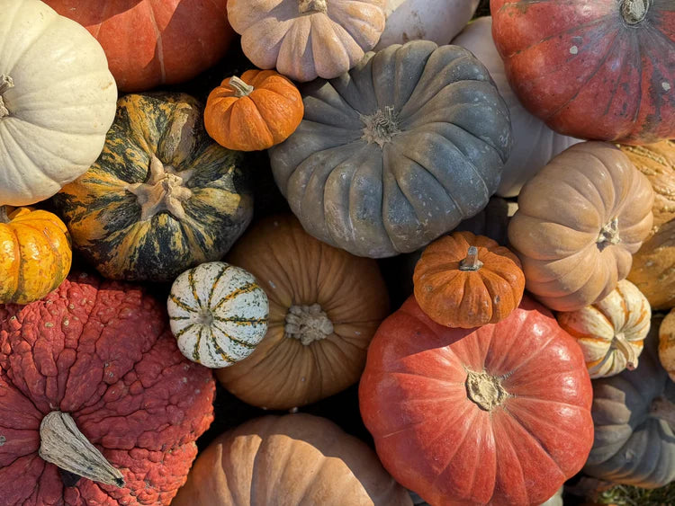Pumpkin Patch