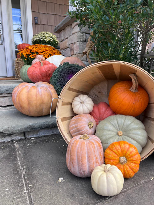 Pumpkin Patch