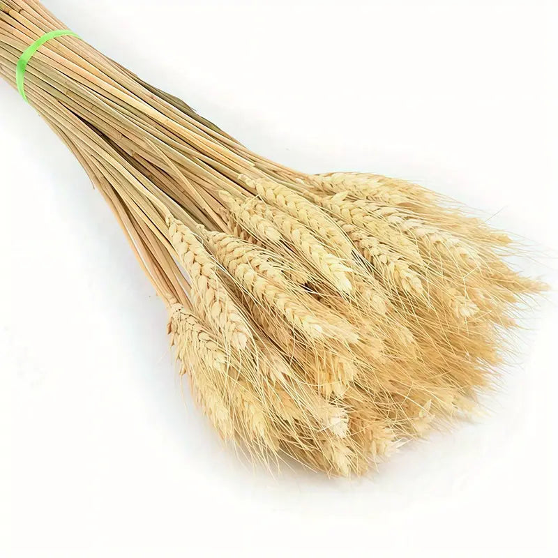 Wheat Sheaves In Metal Bucket